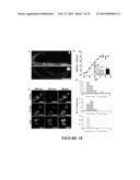 PROCESS FOR DELIVERING ENCAPSULATED NEUTRAL BIOIMAGING MOLECULES, COMPLEX,     AND PROCESS THEREOF diagram and image