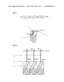 TNFSF SINGLE CHAIN MOLECULES diagram and image