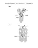 TNFSF SINGLE CHAIN MOLECULES diagram and image