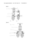 TNFSF SINGLE CHAIN MOLECULES diagram and image