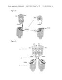 TNFSF SINGLE CHAIN MOLECULES diagram and image