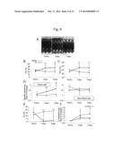 METHOD FOR PRODUCING MYOCARDIAL SHEET FROM EMBRYONIC STEM CELLS diagram and image