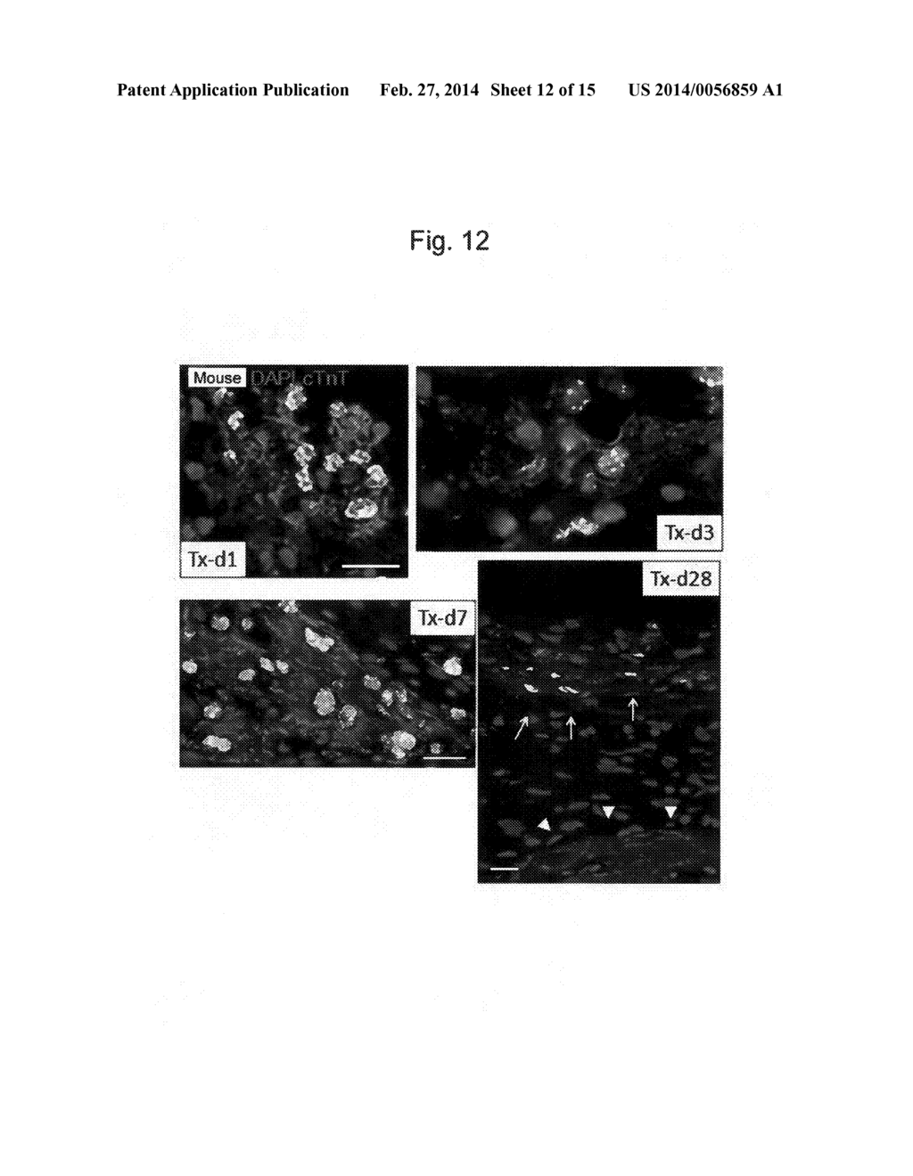 METHOD FOR PRODUCING MYOCARDIAL SHEET FROM EMBRYONIC STEM CELLS - diagram, schematic, and image 13