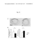 METHOD FOR PRODUCING MYOCARDIAL SHEET FROM EMBRYONIC STEM CELLS diagram and image