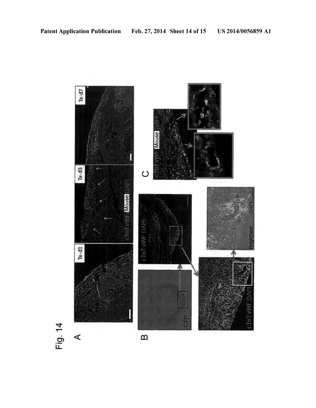 METHOD FOR PRODUCING MYOCARDIAL SHEET FROM EMBRYONIC STEM CELLS - diagram, schematic, and image 15