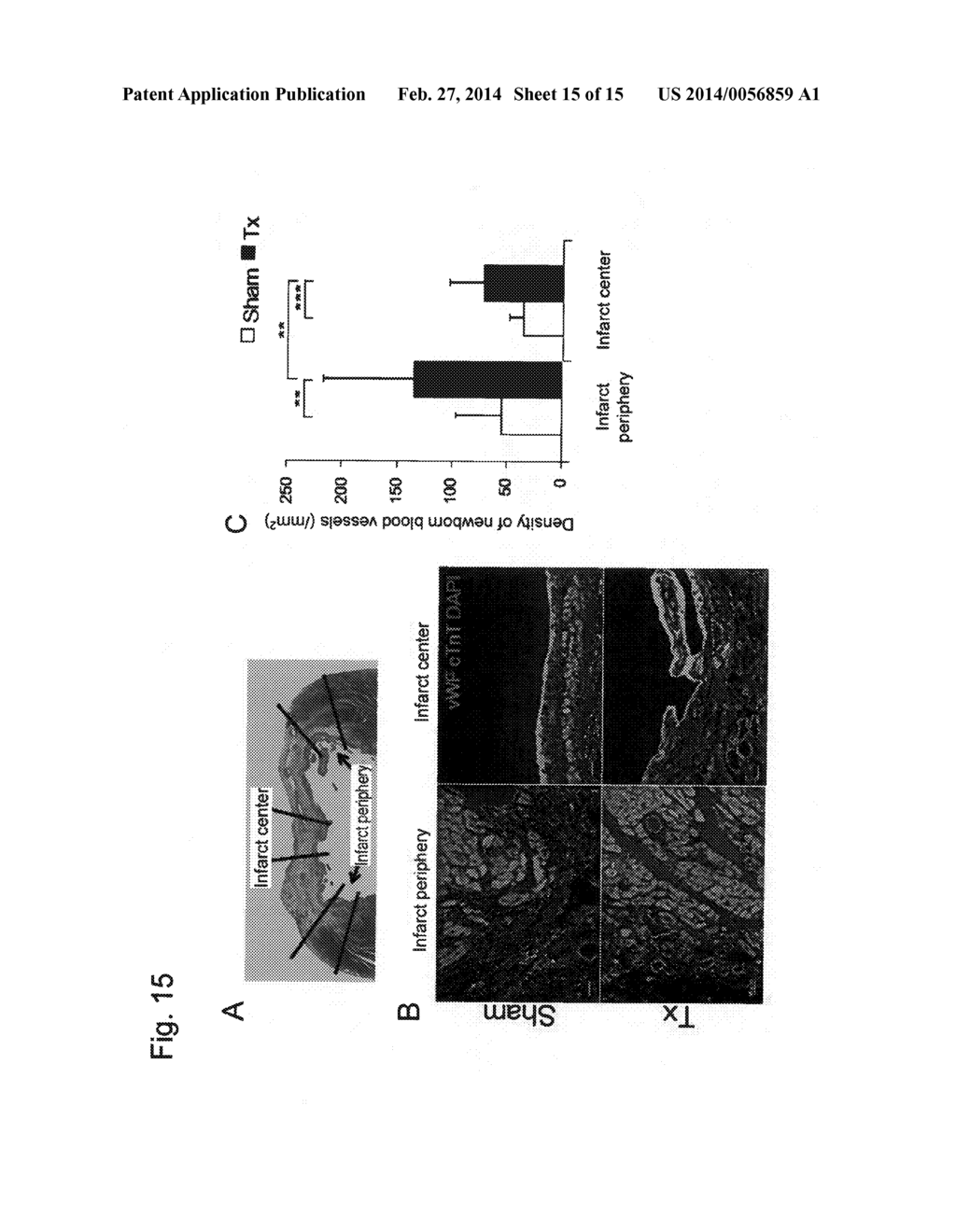 METHOD FOR PRODUCING MYOCARDIAL SHEET FROM EMBRYONIC STEM CELLS - diagram, schematic, and image 16