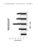 RECOMBINANT FACTOR VIII HAVING INCREASED STABILITY diagram and image