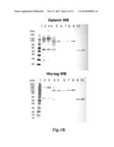 FUSION PROTEINS diagram and image