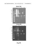 FUSION PROTEINS diagram and image