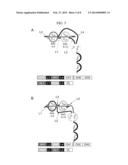 Dual Variable Region Antibody-Like Binding Proteins Having Cross-Over     Binding Region Orientation diagram and image