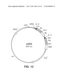 Hepatocyte Growth Factor Receptor Antagonists and Uses Thereof diagram and image