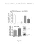 IMMUNOMODULATION BY CONTROLLING INTERFERON-GAMMA LEVELS WITH THE LONG     NON-CODING RNA NeST diagram and image