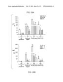 COMPOSITIONS AND METHODS USING RECOMBINANT MHC MOLECULES FOR THE TREATMENT     OF STROKE diagram and image