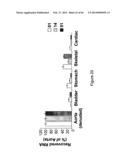 NUCLEIC ACID APTAMERS diagram and image