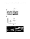 Methods for Improving Fracture Healing and Bone Formation diagram and image