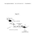 Methods for Improving Fracture Healing and Bone Formation diagram and image