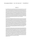 MATERIALS AND METHOD FOR ASSAYING FOR METHYLATION OF CpG ISLANDS     ASSOCIATED WITH GENES IN THE EVALUATION OF CANCER diagram and image