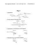 DETECTION OF TARGET NUCLEIC ACID SEQUENCE BY PTO CLEAVAGE AND     EXTENSION-DEPENDENT CLEAVAGE diagram and image