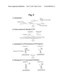 DETECTION OF TARGET NUCLEIC ACID SEQUENCE BY PTO CLEAVAGE AND     EXTENSION-DEPENDENT CLEAVAGE diagram and image