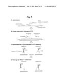 DETECTION OF TARGET NUCLEIC ACID SEQUENCE BY PTO CLEAVAGE AND     EXTENSION-DEPENDENT CLEAVAGE diagram and image