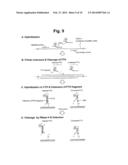 DETECTION OF TARGET NUCLEIC ACID SEQUENCE BY PTO CLEAVAGE AND     EXTENSION-DEPENDENT CLEAVAGE diagram and image