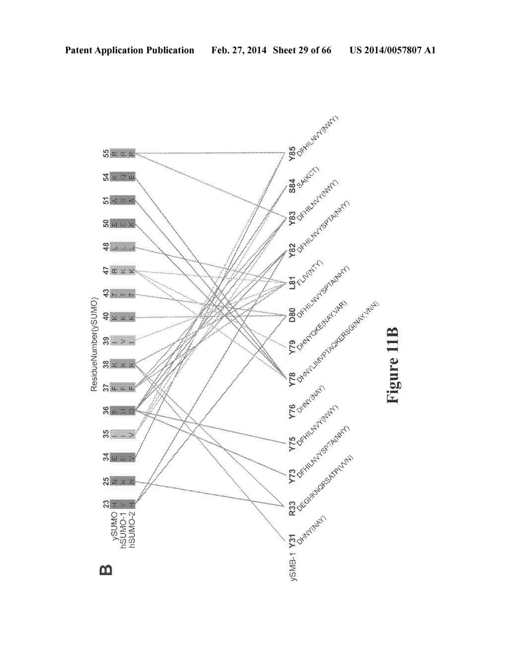 FIBRONECTIN CRADLE MOLECULES AND LIBRARIES THEREOF - diagram, schematic, and image 30