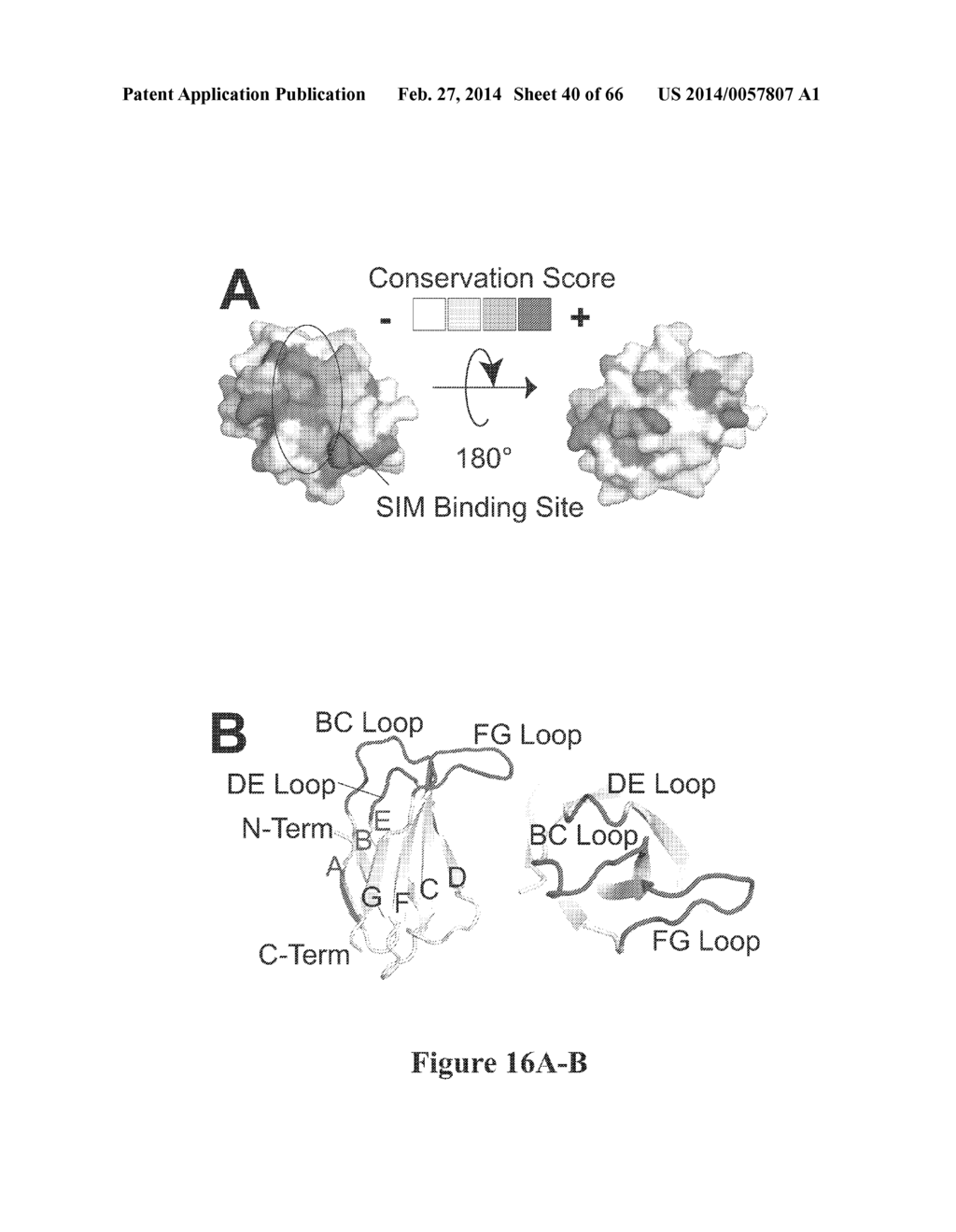 FIBRONECTIN CRADLE MOLECULES AND LIBRARIES THEREOF - diagram, schematic, and image 41