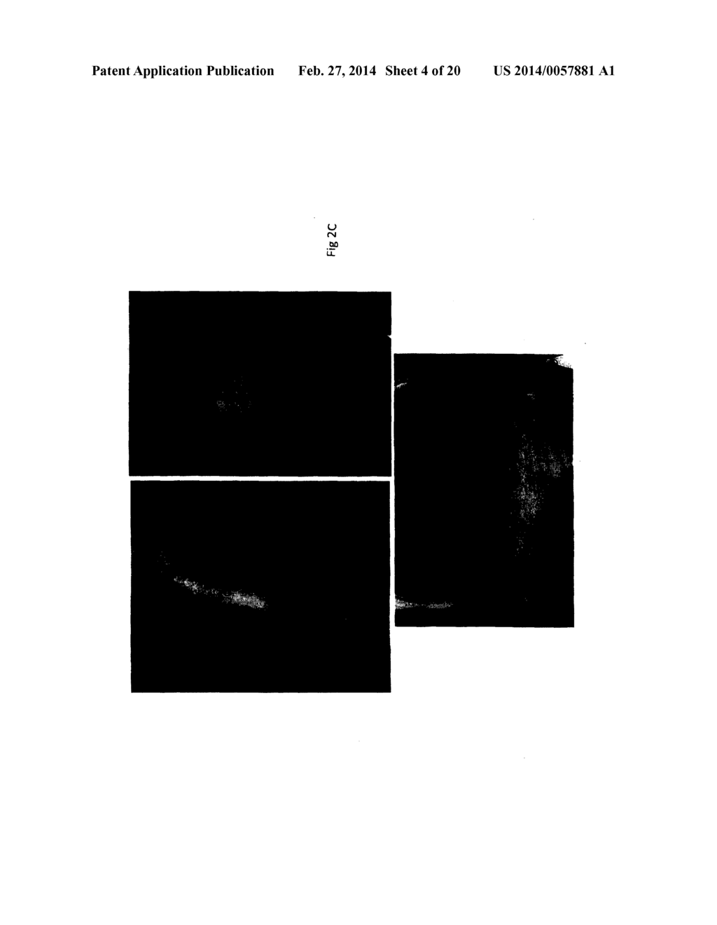 Composition for the Treatment of Skin Conditions - diagram, schematic, and image 05