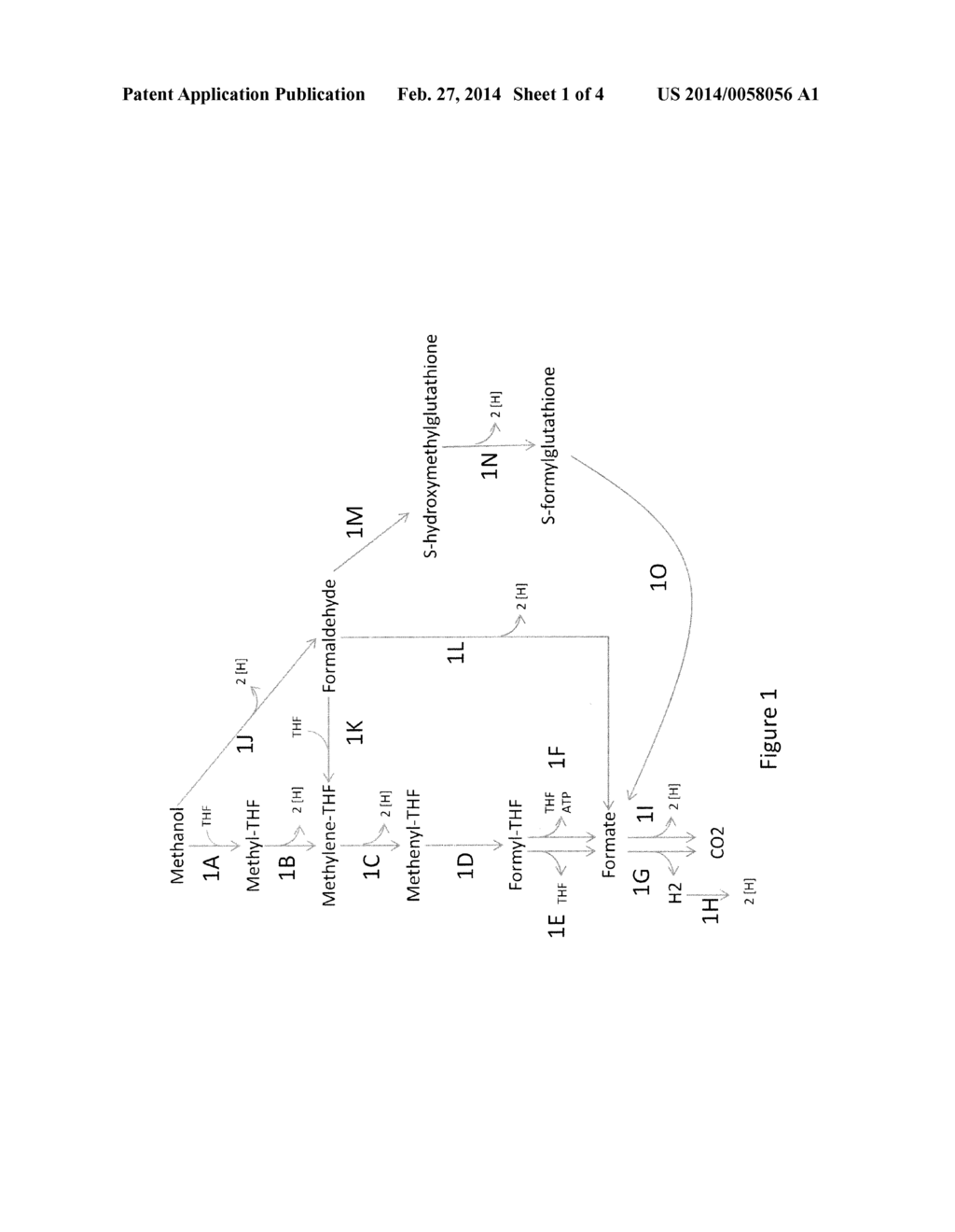 MICROORGANISMS AND METHODS FOR ENHANCING THE AVAILABILITY OF REDUCING     EQUIVALENTS IN THE PRESENCE OF METHANOL, AND FOR PRODUCING 1,4-BUTANEDIOL     RELATED THERETO - diagram, schematic, and image 02