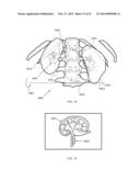 ENERGETIC MODULATION OF NERVES diagram and image