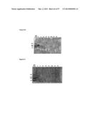 POLYMER CONJUGATES OF BOX-A OF HMGB1 AND BOX-A VARIANTS OF HMGB1 diagram and image