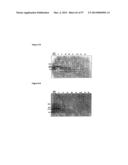 POLYMER CONJUGATES OF BOX-A OF HMGB1 AND BOX-A VARIANTS OF HMGB1 diagram and image