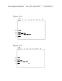 POLYMER CONJUGATES OF BOX-A OF HMGB1 AND BOX-A VARIANTS OF HMGB1 diagram and image