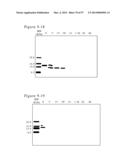 POLYMER CONJUGATES OF BOX-A OF HMGB1 AND BOX-A VARIANTS OF HMGB1 diagram and image