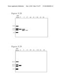 POLYMER CONJUGATES OF BOX-A OF HMGB1 AND BOX-A VARIANTS OF HMGB1 diagram and image