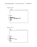 POLYMER CONJUGATES OF BOX-A OF HMGB1 AND BOX-A VARIANTS OF HMGB1 diagram and image