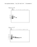 POLYMER CONJUGATES OF BOX-A OF HMGB1 AND BOX-A VARIANTS OF HMGB1 diagram and image