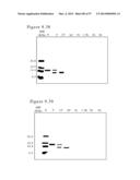 POLYMER CONJUGATES OF BOX-A OF HMGB1 AND BOX-A VARIANTS OF HMGB1 diagram and image