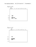 POLYMER CONJUGATES OF BOX-A OF HMGB1 AND BOX-A VARIANTS OF HMGB1 diagram and image