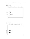 POLYMER CONJUGATES OF BOX-A OF HMGB1 AND BOX-A VARIANTS OF HMGB1 diagram and image