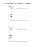 POLYMER CONJUGATES OF BOX-A OF HMGB1 AND BOX-A VARIANTS OF HMGB1 diagram and image