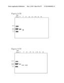 POLYMER CONJUGATES OF BOX-A OF HMGB1 AND BOX-A VARIANTS OF HMGB1 diagram and image