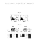 Tendon Stem Cells diagram and image