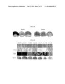 Tendon Stem Cells diagram and image