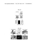 Tendon Stem Cells diagram and image