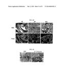 Tendon Stem Cells diagram and image