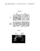 Tendon Stem Cells diagram and image