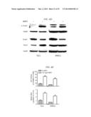 Tendon Stem Cells diagram and image