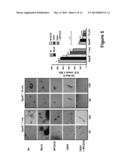 COMPOSITIONS AND METHODS FOR MESENCHYMAL/STROMAL STEM CELL REJUVENATION     AND TISSUE REPAIR BY ENHANCED CO-EXPRESSION OF TELOMERASE AND MYOCARDIN diagram and image