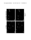 COMPOSITIONS AND METHODS FOR MESENCHYMAL/STROMAL STEM CELL REJUVENATION     AND TISSUE REPAIR BY ENHANCED CO-EXPRESSION OF TELOMERASE AND MYOCARDIN diagram and image